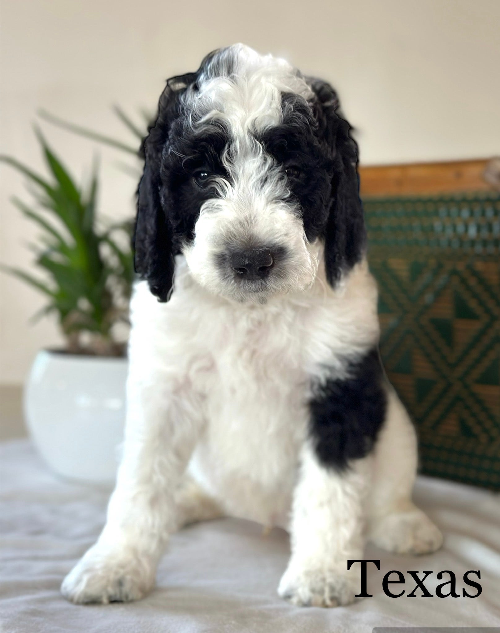 Black best sale mountain poodles